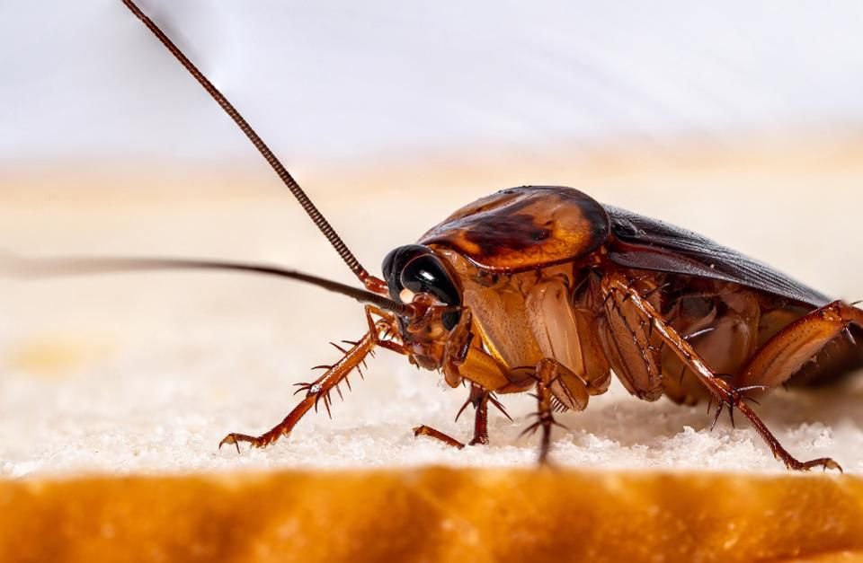 cockroach pest control services