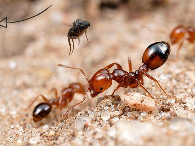 ants control